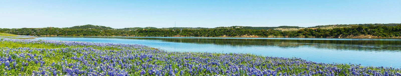 Field of Texas blue bonnets